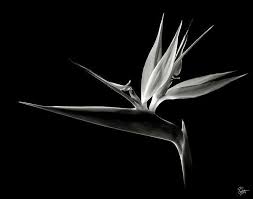 Bird Of Paradise In Black And White By Endre Balogh Black And White Birds Black And White Flowers Bird Of Paradise Tattoo