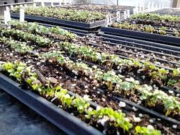 Maybe you would like to learn more about one of these? Carolina Seasons Nursery Carolina Seasons Nursery