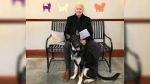 Champ and major were returned to the biden family home in wilmington last week, the media reported on tuesday. Dog Days Return To The White House
