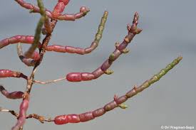 Image result for Sarcocornia perennis