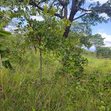 Image result for Psorospermum febrifugum