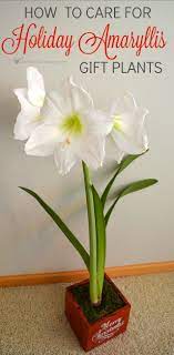 How To Care For Holiday Amaryllis Gift Plants Amaryllis Plant Plant Gifts Flower Care