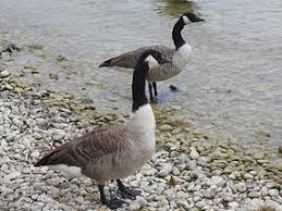 Um 14.41 uhr sagt ein leser, er sei gerade beim torfmoorsee gewesen, allerdings habe er keine kanadagänse gesehen. Kanadagans Vogel Fauna Natur Im Austria Forum