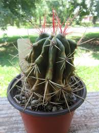 Image result for Kleinia sp.no.1