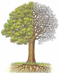 Schema Arbre Lilo Dessin Arbre Arbre Arbre Feuillu