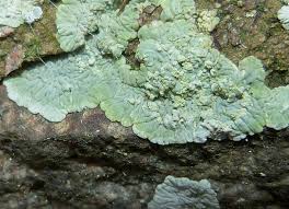 Image result for Diplocyclos tenuis