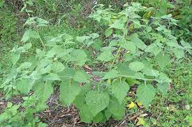 Image result for Physalis peruviana