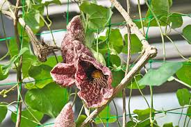 Image result for Aristolochia albida