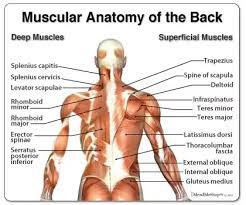 A series of muscles and ligaments in your back hold the bones of your spinal column in place. What Are The Back Muscles Called Quora