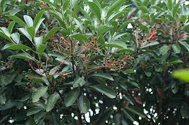 Image result for Syzygium komatiense