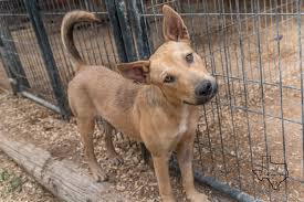 In addition to pet adoptions, we provide extensive medical care for our animals, a foster program, a pet food pantry, a surrender prevention program, education to pet parents and volunteer. Dallas Dogrrr Rescue Rehab Reform