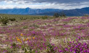 Check spelling or type a new query. Wildflower Touring In The Desert Southwest Desertusa