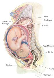 Body changes are a part and parcel of pregnancy. Pregnancy Changes Middlesex London Health Unit