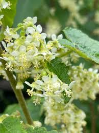 Image result for Tinnea aethiopica