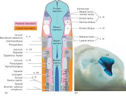 Animal cells come in all kinds of shapes and sizes, with their size ranging from a few millimeters to micrometers. Skeletal Striated Muscle An Overview Sciencedirect Topics