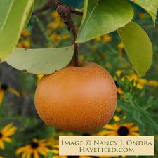 Image result for Pyrus pyrifolia