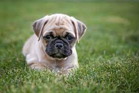 The pugaliers are a pug mixed breed known o be intelligent and friendly. Getting To Know The Chug Dog Aka Chihuahua Pug Mix Animalso