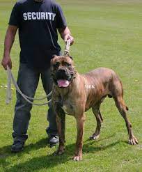 pakistan mastif bully kutta dog quiz mastiff breeds large dog breeds