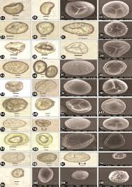 Image result for Ophioglossum costatum