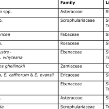 Image result for Erica evansii