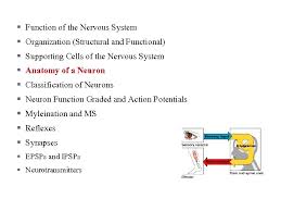 Nervous Tissue And Function Function Of The