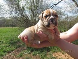 Valley bulldogs are one of the more affordable mixed dog breeds. Valley Bulldog Puppies For Sale In Greenbelt Maryland Classified Americanlisted Com