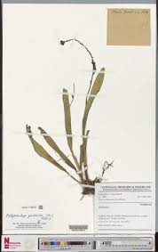 Image result for Polystachya galeata