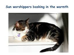 How To Write A Summer Poem Using Your Senses Ks2 Lesson Plan And Power Point Summer Poems Poetry Teaching Resources Ks2