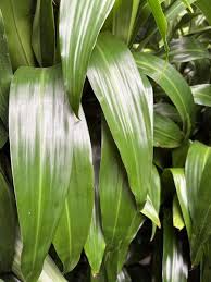 Image result for Dracaena laxissima