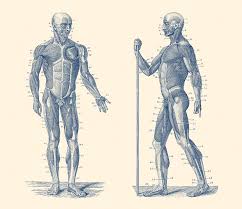 Drawing the human body without some knowledge of anatomy is like playing a board game without the rule book and some key pieces missing: Dual View Human Muscle System Vintage Anatomy Drawing By Vintage Anatomy Prints