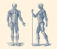Anatomical movements of the human body. Dual View Human Muscle System Vintage Anatomy Drawing By Vintage Anatomy Prints