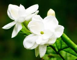 Bunga melati adalah salah satu tanaman yang tergolong ke dalam perdu (kelompok pohon yang mempunyai tinggi di bawah 6 meter). Ide 40 Cara Gambar Bunga Melati