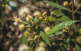 Image result for Cunoniaceae