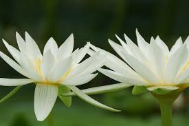 Great i agree with ldsnana and would love the photographs esepcially those which can go with the valnetine's day themes. 45 Types Of White Flowers With Pictures Flower Glossary