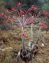 Image result for Brunsvigia