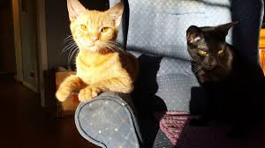 Kitty kat is a song recorded by american singer beyoncé for her second studio album, b'day (2006). Kitty Kat Haven Rescue Is The Purrfect Place To Find Your Next Cat