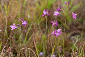 Image result for Blotiella sinuata