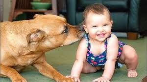 Dog And Baby Giggling With More Fun Dog Loves Baby Videos Youtube Viral Videos Funny Funny Videos For Kids Funny Gifs Fails