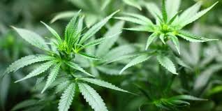Check spelling or type a new query. Marijuana Cannabidiol Dogs Everything You Want And Need To Know