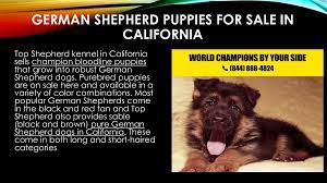 The training amount is calculated by the number of weeks of training each puppy has received. Trained German Shepherd Protection Dog For Sale In California Flip Book Pages 1 9 Pubhtml5