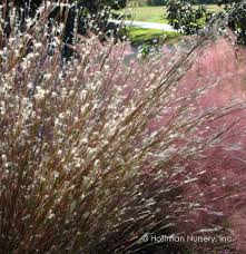 Image result for Andropogon schirensis