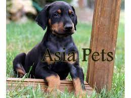 European doberman price in india starts from rs 50,000 and can be as high as 1 lac. Doberman Puppies Price In Bangalore Doberman Puppies For Sale In Bangalore