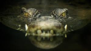 Dua ekor anak buaya albino telah tiba di akuarium tropis paris, setelah menempuh perjalanan ribuan mil dari peternakan ikan di florida. Menerka Alam Bawah Sadar Buaya