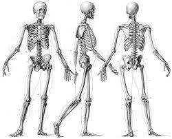 Maybe you would like to learn more about one of these? Tulang Tulang Penyusun Rangka Manusia Berdasarkan Bentuk Fungsi Dan Strukturnya