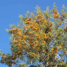 Image result for Grevillea robusta