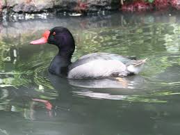Birds Of South Africa Gauteng Rose Billed Pochard Waterfowl Duck Hunting Bills