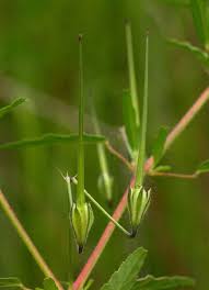 Image result for Monsonia angustifolia