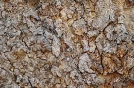 Image result for Xanthocercis zambesiaca