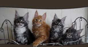 Maybe you would like to learn more about one of these? Chatons Maine Coon A Vendre Elevage Lounycat Suisse Chaton Maine Coon