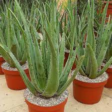 Tanaman lidah buaya merupakan tanaman yang berduri yang berasal dari benua afrika. Aloe Vera Live Plant Random Pokok Lidah Buaya Hidup Shopee Malaysia